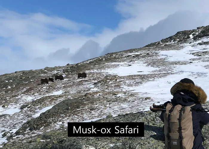 Dovregubbens Hall 3*